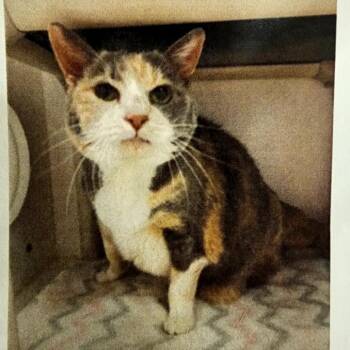 Domestic Short Hair Cats Available for Adoption in Grantsville, Utah - Piper | PetCurious