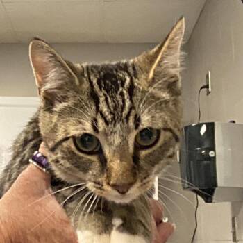 Domestic Short Hair Cats Available for Adoption in Greenville, South Carolina - Clover | PetCurious