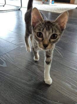 Domestic Short Hair and Tabby Cats Available for Adoption in Dallas, Texas - Hazel | PetCurious