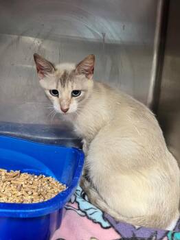 Daisy -  Siamese Cat for Adoption in Hopkinsville, Kentucky - Daisy | PetCurious