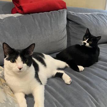 Penguin & Miranda (bonded pair) -  Domestic Short Hair Cat for Adoption in Alexandria, Virginia - Penguin & Miranda (bonded Pair) | PetCurious
