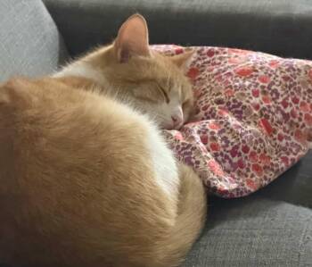 Domestic Short Hair Cats Available for Adoption - CLEMENTINE | PetCurious