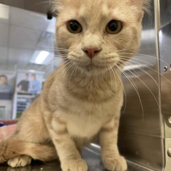 Zoey -  Domestic Short Hair Cat for Adoption in Corpus Christi, Texas - Zoey | PetCurious