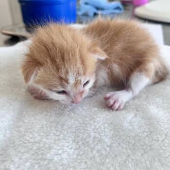 Russell -  Domestic Short Hair Cat for Adoption in Denver, Colorado - Russell | PetCurious