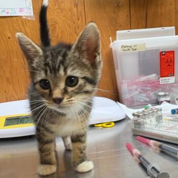 Rescue American Shorthair Cats for Adoption in Greenfield, Indiana - Q-Tip | PetCurious