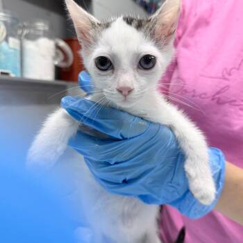 Jay -  Domestic Short Hair Cat for Adoption in Summerville, South Carolina - Jay | PetCurious