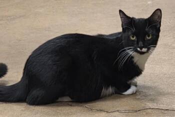 Domestic Short Hair Cats Available for Adoption in Olean, New York - Carmen | PetCurious