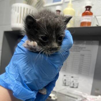 Treaty -  Domestic Short Hair Cat for Adoption in Summerville, South Carolina - Treaty | PetCurious