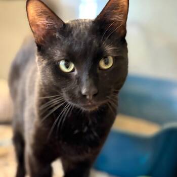 Domestic Short Hair Cats Available for Adoption in Chicago, Illinois - Little Buddy | PetCurious