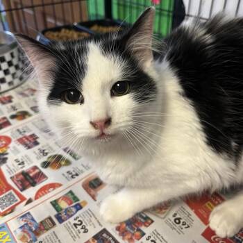 Domestic Long Hair Cats Available for Adoption - Bell | PetCurious