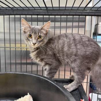 Smokey -  Domestic Short Hair Cat for Adoption in Bradenton, Florida - Smokey | PetCurious