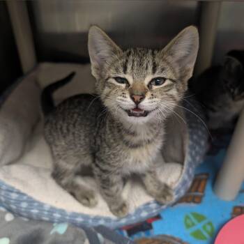 Portobello -  Domestic Short Hair Cat for Adoption in Detroit Lakes, Minnesota - Portobello | PetCurious
