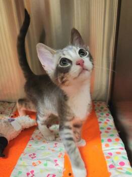 Bop -  Domestic Short Hair Cat for Adoption in Kennewick, Washington - Bop | PetCurious