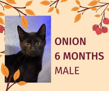 Rescue Domestic Short Hair Cats for Adoption in Tama, Iowa - Onion | PetCurious