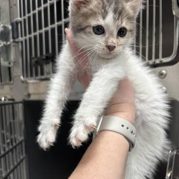 George -  Domestic Short Hair Cat Available for Adoption in Elberon, Virginia - George | PetCurious