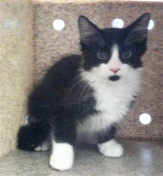 A479254 -  Domestic Short Hair Cat for Adoption in Oklahoma City, Oklahoma - A479254 | PetCurious