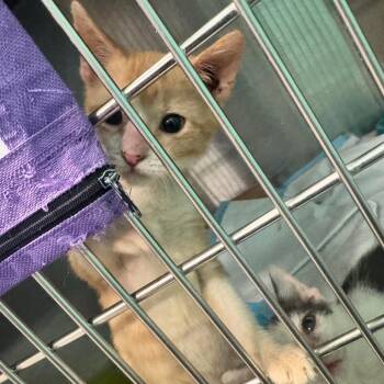 October -  Domestic Short Hair Cat for Adoption in Lake Jackson, Texas - October | PetCurious