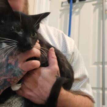 Leo -  Domestic Short Hair Cat for Adoption in Elverta, California - Leo | PetCurious