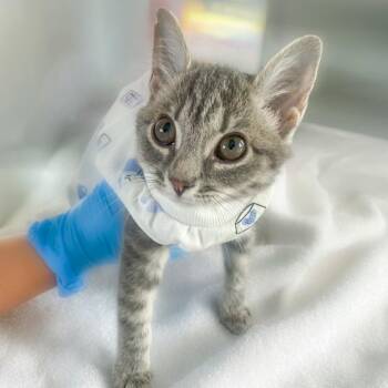 Mow -  Domestic Short Hair Cat for Adoption in Chapel Hill, North Carolina - Mow | PetCurious