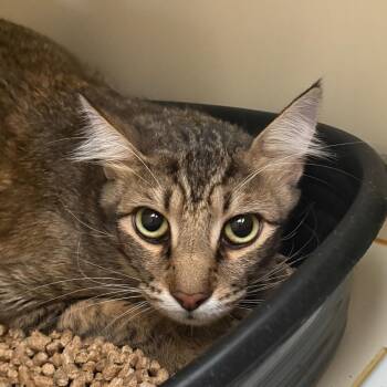 Chumley -  Domestic Medium Hair Cat for Adoption in Lake Jackson, Texas - Chumley | PetCurious