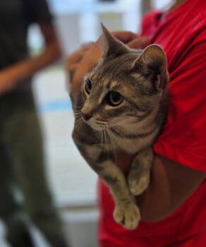 Aurora -  Domestic Short Hair Cat for Adoption in Bossier City, Louisiana - Aurora | PetCurious
