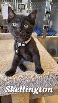 Skellington -  Domestic Medium Hair Cat for Adoption in Sidney, Ohio - Skellington | PetCurious