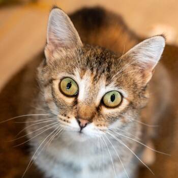 Sara Lee -  Domestic Short Hair Cat for Adoption in Durango, Colorado - Sara Lee | PetCurious