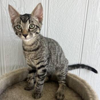 Oliver -  Domestic Short Hair Cat for Adoption in Temecula, California - Oliver | PetCurious