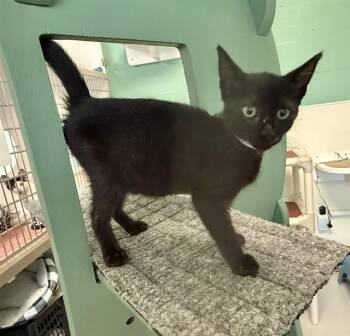 LUMI -  Domestic Short Hair Cat for Adoption in Sarasota, Florida - LUMI | PetCurious