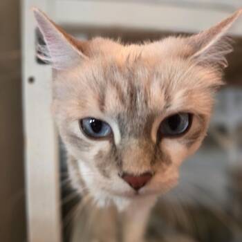 Astra -  Ragdoll and Domestic Long Hair Cat for Adoption in Durango, Colorado - Astra | PetCurious
