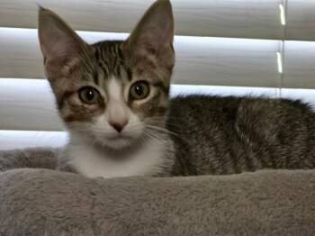 Mikayla -  Domestic Short Hair Cat for Adoption in Hinckley, Illinois - Mikayla | PetCurious
