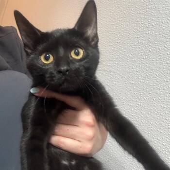Kairi -  Domestic Short Hair Cat for Adoption in Midland, Texas - Kairi | PetCurious