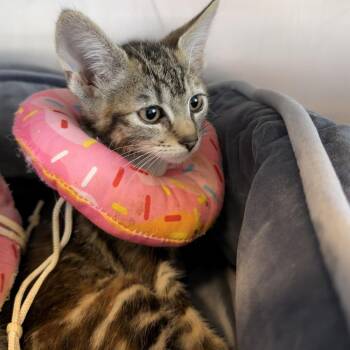 Mango -  Domestic Short Hair Cat for Adoption in Wilmington, Delaware - Mango | PetCurious