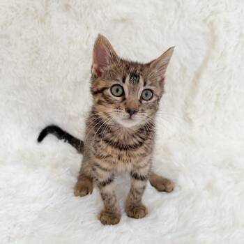 Liam -  Tabby Cat for Adoption in New Orleans, Louisiana - Liam | PetCurious