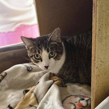 Rescue Domestic Short Hair Cats for Adoption in Fort Worth, Texas - Duchess | PetCurious