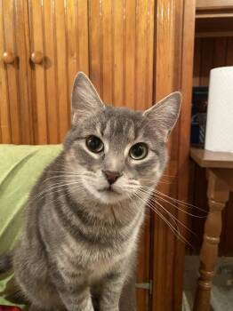 Norma Jean -  Domestic Short Hair Cat for Adoption in Plymouth, Michigan - Norma Jean | PetCurious