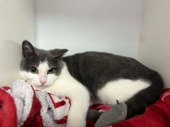 Ninja -  Domestic Short Hair Cat for Adoption in Delson, Quebec - Ninja | PetCurious