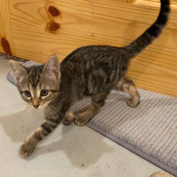 Indy -  Domestic Short Hair Cat for Adoption in Jamestown, North Dakota - Indy | PetCurious