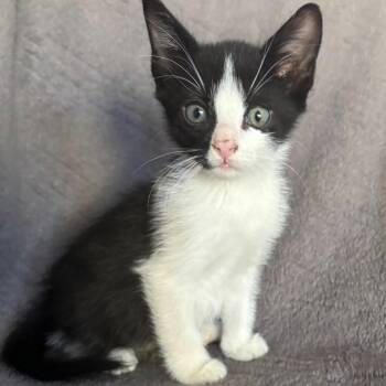 Rescue Domestic Medium Hair Cats for Adoption in Morrison, Colorado - Ranger Maloney | PetCurious