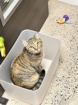 Ladybug -  Domestic Short Hair Cat for Adoption in East Hartford, Connecticut - Ladybug | PetCurious