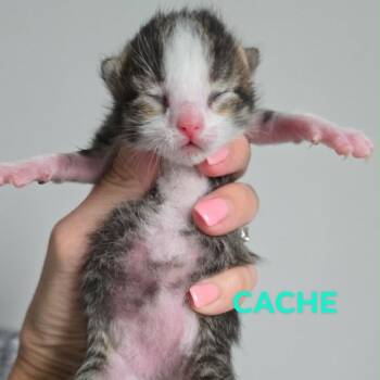 Domestic Short Hair Cats Available for Adoption in Spring Hill, Kansas - Cache | PetCurious