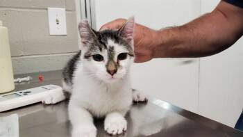 STAR -  Domestic Short Hair Cat for Adoption in Aurora, Illinois - STAR | PetCurious