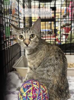 Lulu -  Tabby Cat for Adoption in Deltona, Florida - Lulu | PetCurious