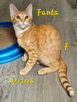 Fanta -  Domestic Short Hair Cat for Adoption in Gouverneur, New York - Fanta | PetCurious