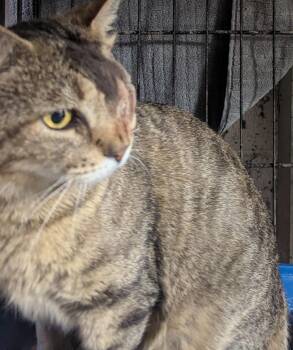 Domestic Short Hair Cats Available for Adoption in Calverton, Maryland - Thomas  | PetCurious