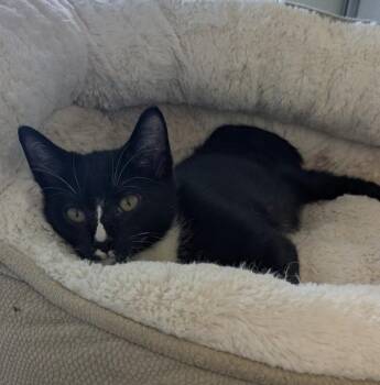 HOCUS -  Domestic Short Hair Cat for Adoption in Leesburg, Virginia - HOCUS | PetCurious
