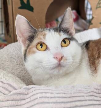 CINNAMON -  Domestic Short Hair Cat for Adoption in Canfield, Ohio - CINNAMON | PetCurious