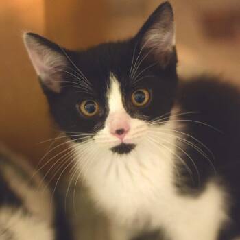 Bobble -  Domestic Short Hair Cat for Adoption in Belleville, Illinois - Bobble | PetCurious
