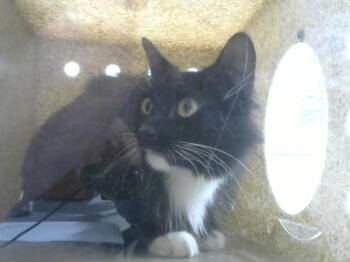 LARAMIE -  Domestic Long Hair Cat for Adoption in Loveland, Colorado - LARAMIE | PetCurious