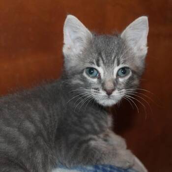 Domestic Short Hair Cats Available for Adoption in Saint Joseph, Missouri - Fang | PetCurious